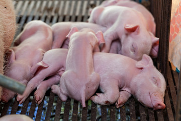 Newborn piglet lying huddling together for warmth.