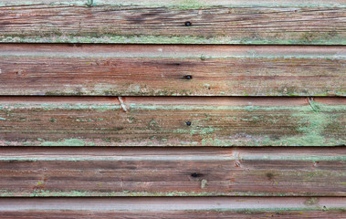 Horizontal plank wall with green mold