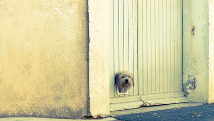 terrier dog pokes its head through small trapdoor in garage door.