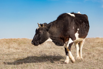 Cow on the pasture in the field