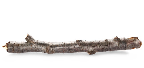 dry rotten cherry branch isolated on white background
