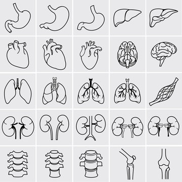 Internal human organs. Anatomy set. Vector illustration of outline medical icons.