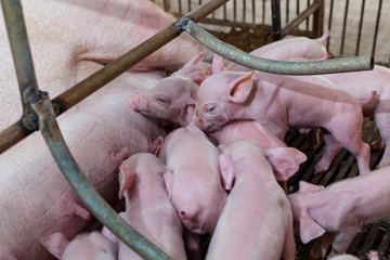 Newborn piglet Are vying for breastfeeding