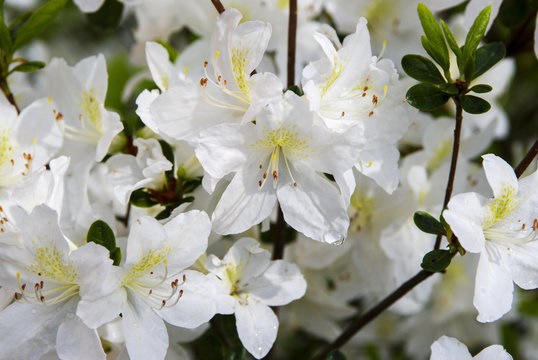 Close up of Rhododendron White flowers_ Baden-Baden, Germany