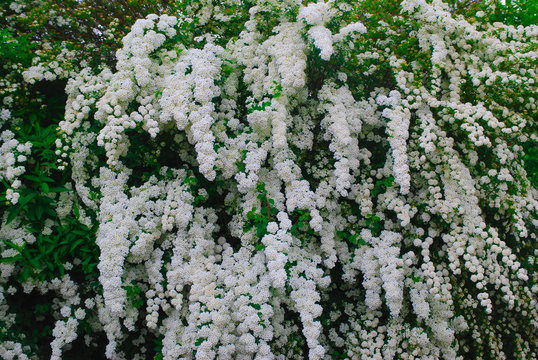 A wonderful Spiraea shrub in full bloom_ Baden Baden, Germany