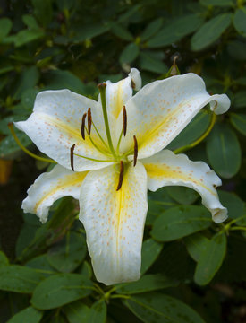 Fototapeta Close-up of blue pansy flower_ Botanical Garden Hamburg, Germany