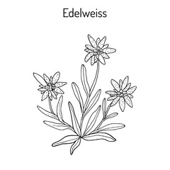 Edelweiss Hand drawn illustration