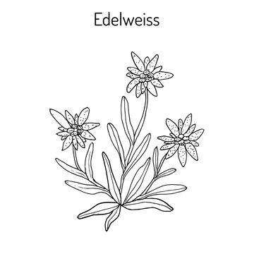 Edelweiss Hand drawn illustration