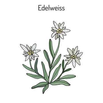 Edelweiss leontopodium alpinum 