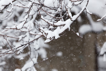snow on the branches of a tree in nature