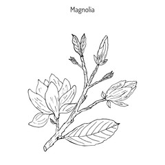 Blossom brunch of Magnolia