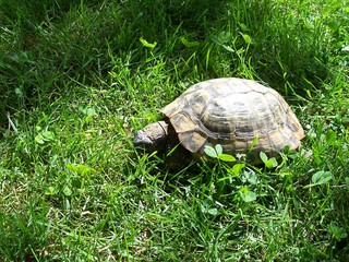 Tortoise in the garden
