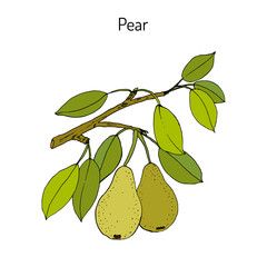 Pear branch with fruit pyrus communis , or european pear