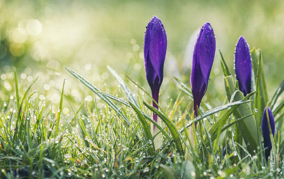 Violet Crocus Flowers in Morning Dew at Spring