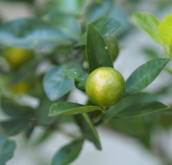 Kumquat Citrus Japonica Fruit On Tree