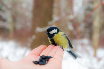 Titmouse on the palm of a man