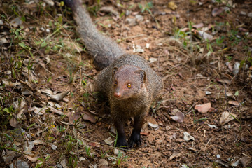 Indian mongoose (Herpestes edwardsi) in Yala National Park, Sri Lanka