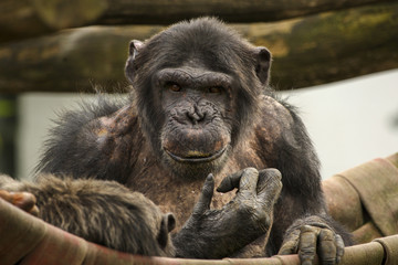 Fototapeta premium Chimpanzee looking at you