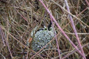 Long tailed tit British wild bird settled in nest in spring