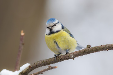 Curious blue tit on a branch