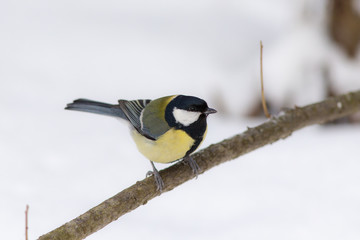 tit in winter