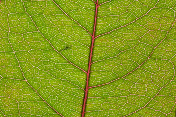 Background in abstract shape, macro photography. A detail of a leaf