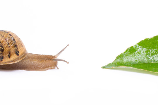 Snail on green leaf, isolated in white background