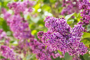 Lilac flowers spring blossom