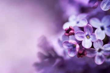 Foto op Canvas Lila bloemen lente bloesem achtergrond © Mariusz Blach