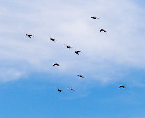 a flock of pigeons in the sky