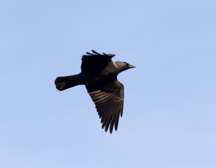 Crow on a background of blue sky