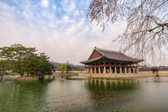 Spring cherry blossom or sakura flower at Gyeongbokgung Palace, Seoul, South Korea
