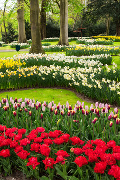 Red and pink tulips with daffodils in garden Keukenhof, Netherlands