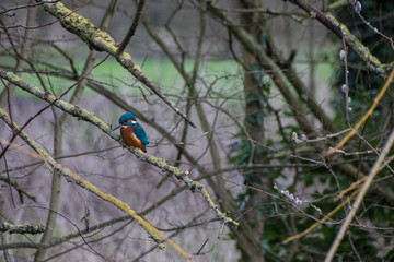 Kingfisher by the river bank perched on a branch hunting for fish