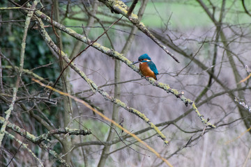 Kingfisher by the river bank perched on a branch hunting for fish