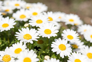 Fototapeta premium Marguerite