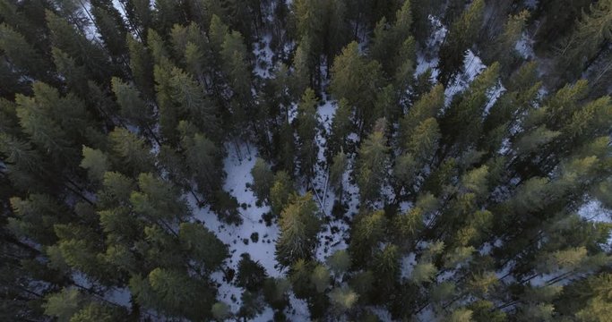 Aerial fly forward facing down over winter forest with old trees in sunset time, 4k prores footage