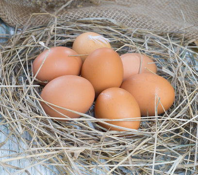 Brown eggs in hay nest
