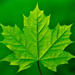 Green maple leaf