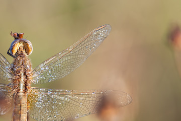 dragonfly in close up