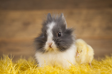 Little chick and bunny on wooden background