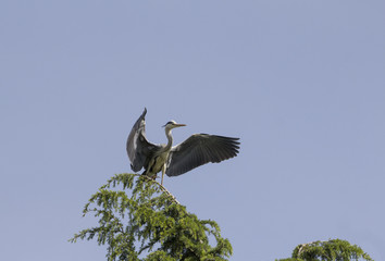 Gray heron