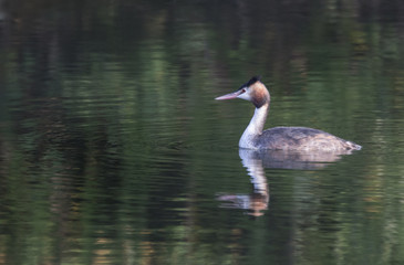 Great crested grebe