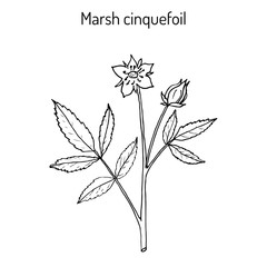 Purple Marshlocks comarum palustre , or swamp cinquefoil, marsh cinquefoil. Medicinal plant