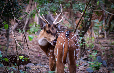 Deer posing as if kissing himself