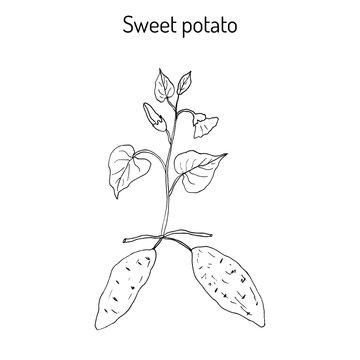 Sweet Potato ipomoea batatas 