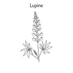 Lupine Lupinus perennis 