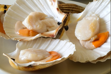 Capasanta o cappasanta cruda su piatto. Cucina di pesce