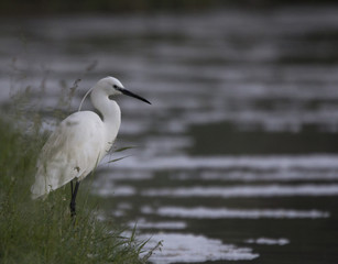 Obraz premium Egret