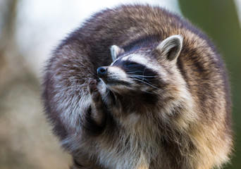 ein Waschbär kratzt sich am Kopf